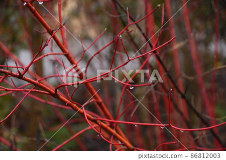 Branches of winter cornus alba var. Branches of winter cornus alba var. 86812003