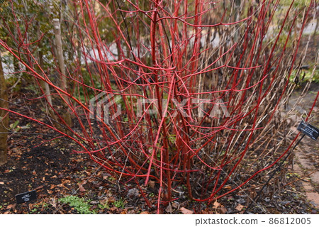 Branches of winter cornus alba var. Branches of winter cornus alba var. 86812005
