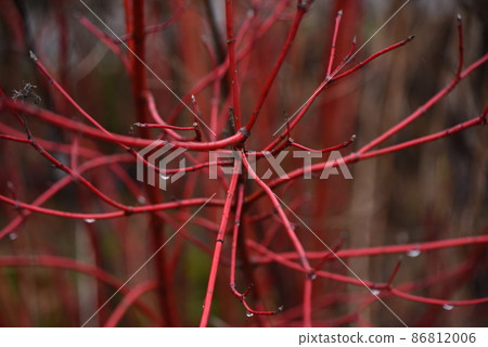 Branches of winter cornus alba var. Branches of winter cornus alba var. 86812006