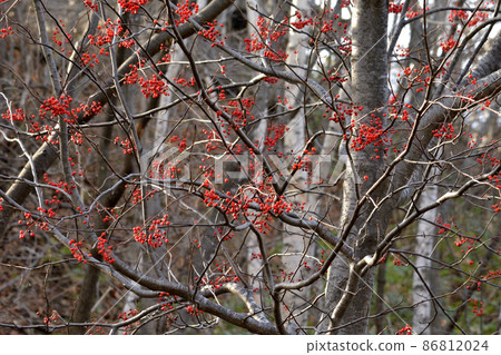 Nanakamado水果 86812024