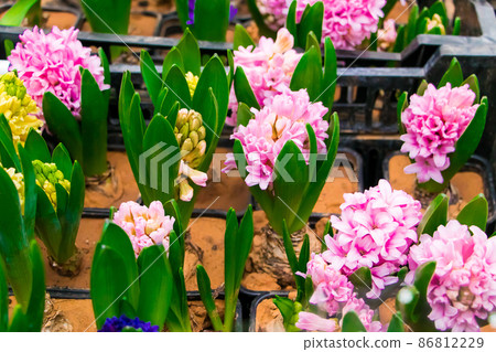 Multi-colored hyacinths in pots. Sale at flower shop. Home gardening concept. 86812229