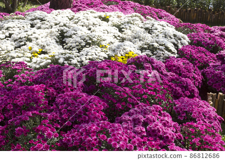 Beautiful garden flowers in the garden.Spring landscape. 86812686