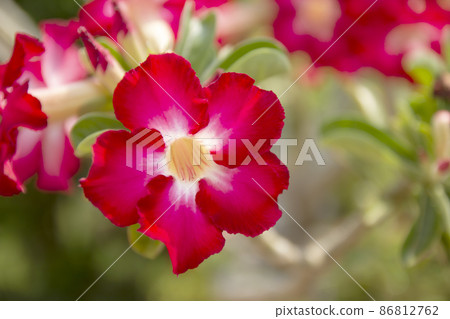 Beautiful Desert Rose Tropical flower in the garden. Beautiful Desert Rose Tropical flower in the garden. 86812762