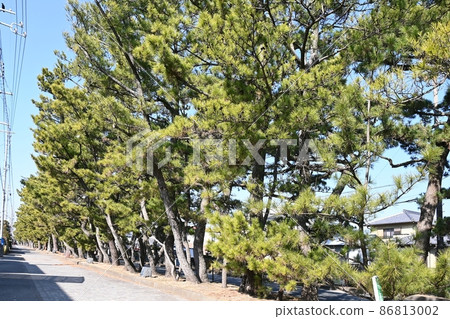 Former Tokaido Maisaka pine tree lined 86813002