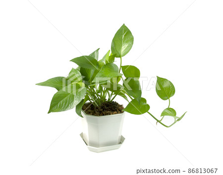 Golden pothos or devil's ivy in white modern flowerpot Golden pothos or devil's ivy in white modern flowerpot 86813067