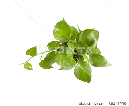 Golden pothos or devil's ivy in pot isolated on white 86813068