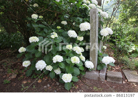 Hinenji寺的繡球花 86813197