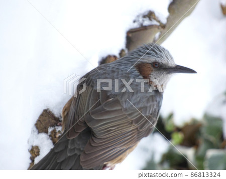 白頭翁在雪地裡依偎在一棵樹上 86813324