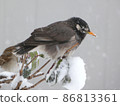 雪中的椋鳥 86813361