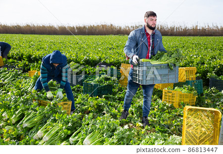 Young man carrying crates with celery on farm field Young man carrying crates with celery on farm field 86813447