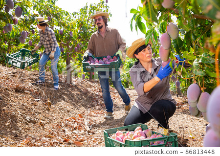 Farmers harvesting ripe mangoes in fruit garden 86813448