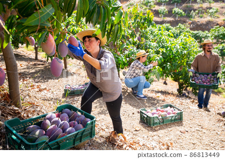 Adult woman harvesting ripe mangoes in farm orchard Adult woman harvesting ripe mangoes in farm orchard 86813449