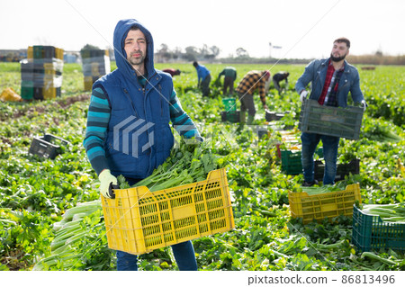 Man carrying crate with celery 86813496