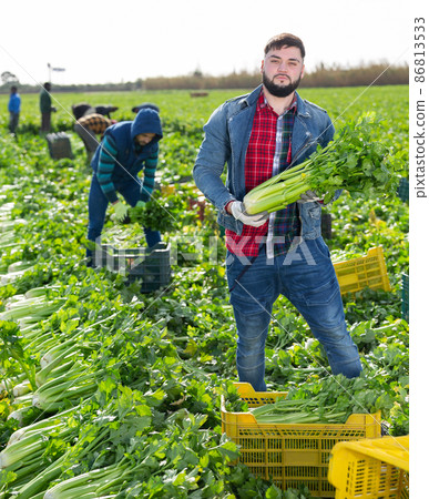 Confident guy holding celery on farm field Confident guy holding celery on farm field 86813533