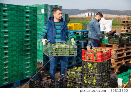 Experienced adult farmer working on vegetable plantation, stacking plastic boxes with freshly harvested artichokes Experienced adult farmer working on vegetable plantation, stacking plastic boxes with freshly harvested artichokes 86813560