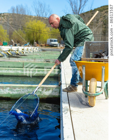 Male worker catching sturgeon with hoop net Male worker catching sturgeon with hoop net 86813587