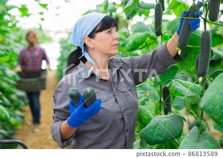 Successful greenhouse owner harvests cucumbers Successful greenhouse owner harvests cucumbers 86813589