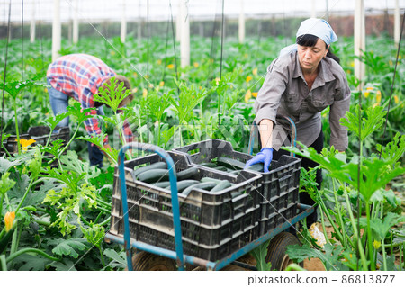 Female farmer collect harvest ripe zucchini in greenhouse 86813877
