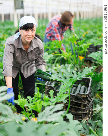 positive adult people collecting marrows in their plantation 86813961