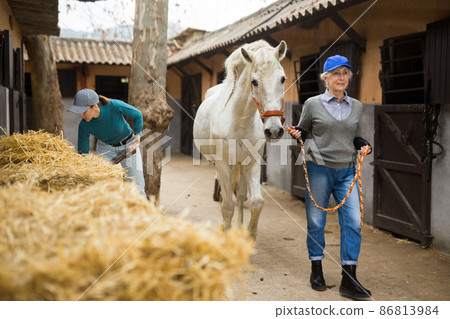 Elderly woman leads a white horse by the bridle along stable Elderly woman leads a white horse by the bridle along stable 86813984