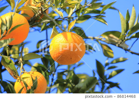 Summer oranges near the harvest 86814468