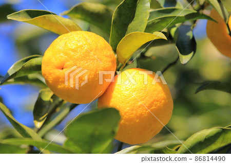 Yuzu fruit that is about to be harvested 86814490