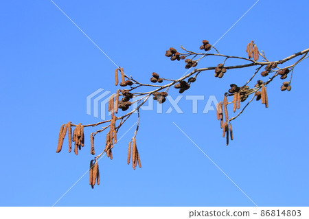 榿木的花序和果實 榿木的花序和果實 86814803