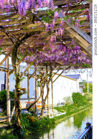 清新的紫藤花在水邊綻放 86815219
