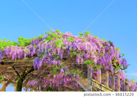 新鮮的綠色和清爽的紫藤花 86815220