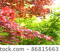 長滿紅色和綠色的楓樹 86815663