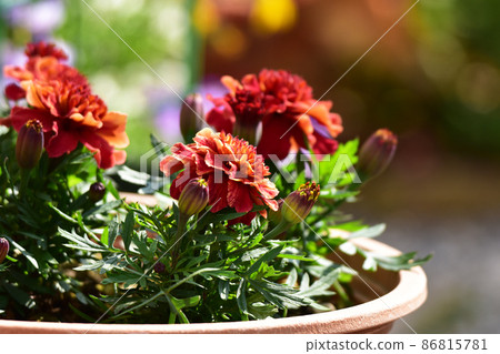 Marigold potted plant Marigold potted plant 86815781