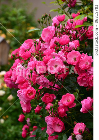 Angela, a vine rose in a garden in full bloom Angela, a vine rose in a garden in full bloom 86815783