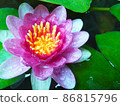 漂浮在水面上的睡蓮的一朵花 86815796