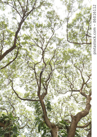Landscape the big tree  86816112
