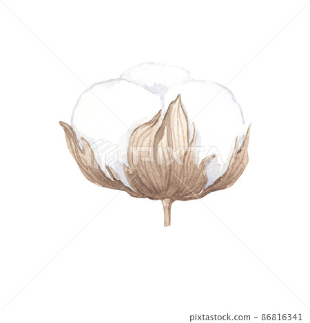 Watercolor cotton flower with dry leaves isolated on white. Hand drawn illustraion of plant. Organic element for packaging, logo and label design. 86816341
