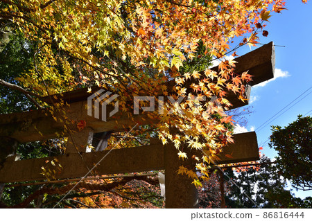 Autumn scenery of torii and autumn leaves Autumn scenery of torii and autumn leaves 86816444