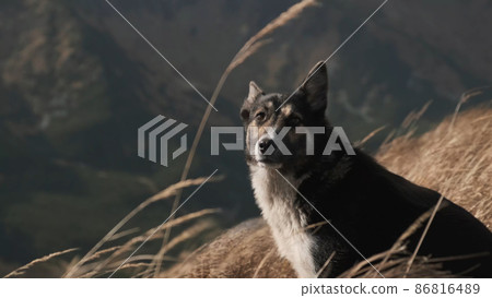 Close-up laika dog looks into camera in mountains. Portrait of cute pet which sits in profile in dry golden grass. High grass flies in wind on sunset. No people Close-up laika dog looks into camera in mountains. Portrait of cute pet which sits in profile in dry golden grass. High grass flies in wind on sunset. No people 86816489