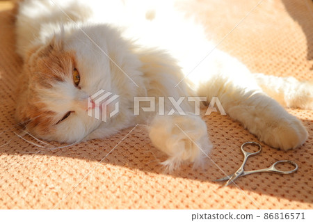 Cat hairball trimming Cat hairball trimming 86816571