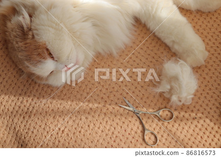 Hairball ball cat Hairball ball cat 86816573