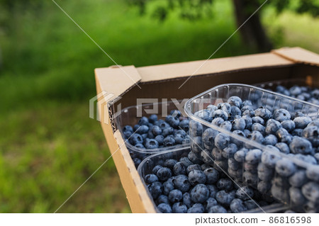 Box, crate or container with collected fresh blueberries. Berries agriculture business. Farmer cultivating and harvesting blueberry. Horticulture industry. Healthy eating concept. Blurred background 86816598
