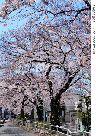 世田谷區綠道上的一排櫻花樹 世田谷區綠道上的一排櫻花樹 86816668