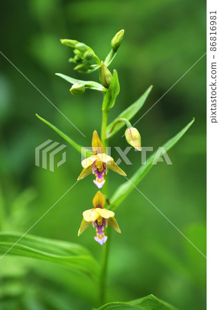 Epipactis,蘭科,柿蘭,鈴蘭 Epipactis,蘭科,柿蘭,鈴蘭 86816981