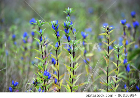 龍膽花、伊山草② 86816984