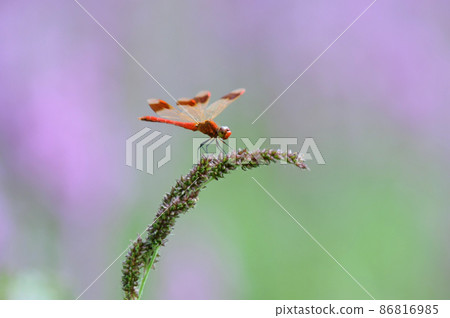Sympetrum frequens, 蜻蜓, 蜻蜓 86816985