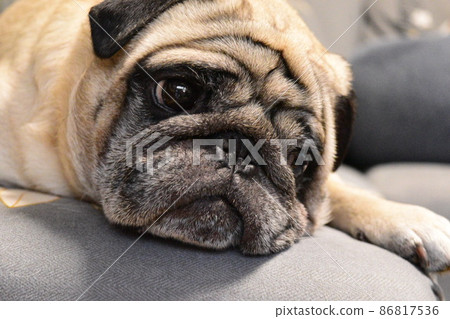 Pug relaxing on the sofa 86817536