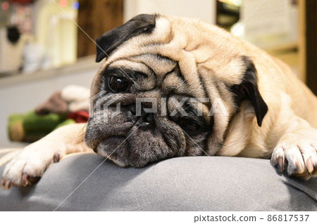 Pug relaxing on the sofa Pug relaxing on the sofa 86817537