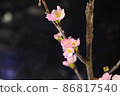 櫻桃切花 86817540