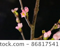 櫻桃切花 86817541