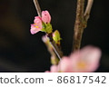 櫻桃切花 86817542