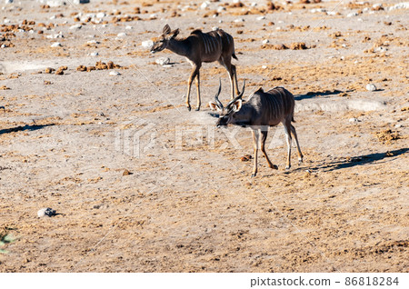 Kudu and Impalas near a waterhole in Etosha Kudu and Impalas near a waterhole in Etosha 86818284